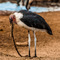 Serengeti NP